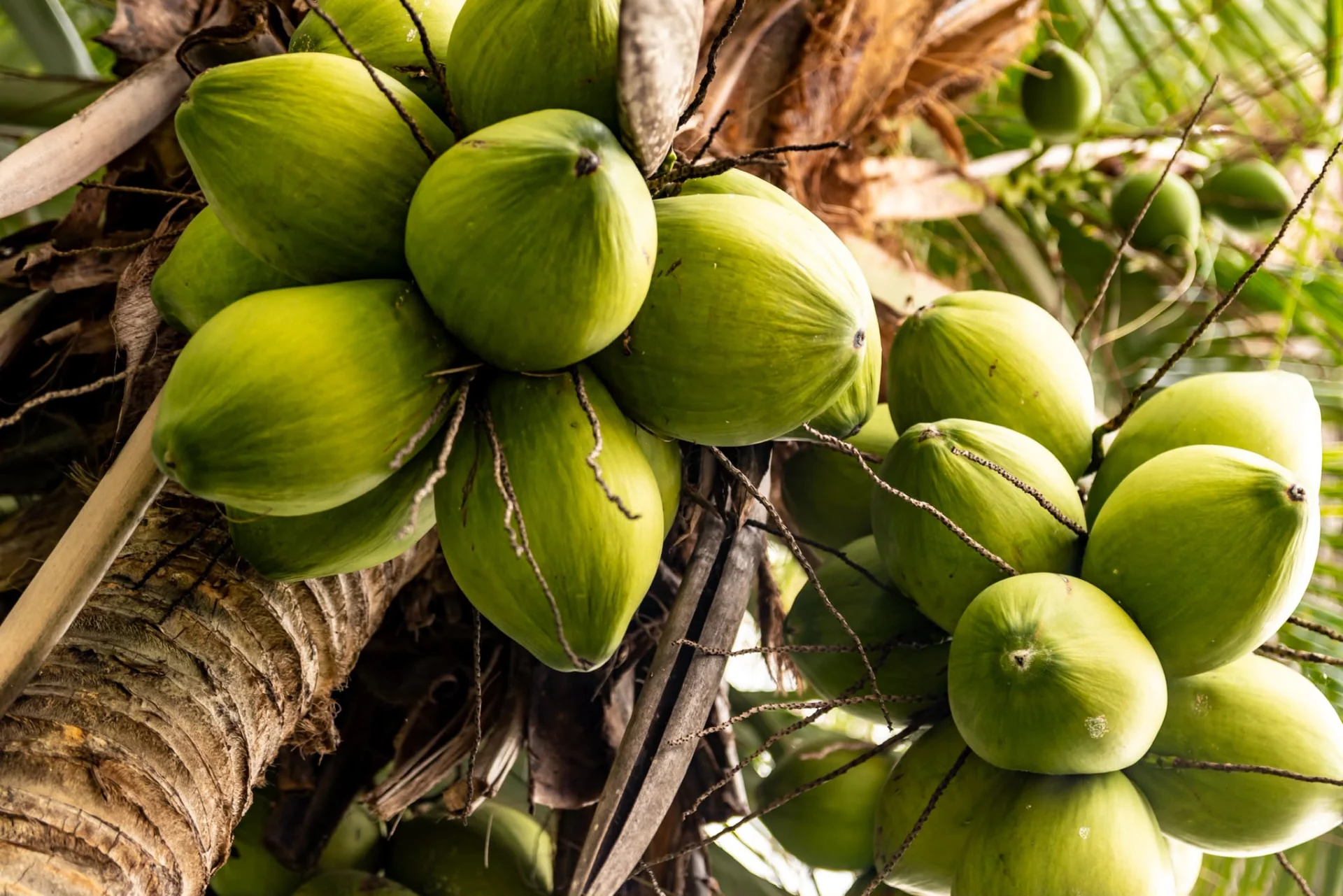 Kokosnoten in de tropische tuin van Villa Querencia